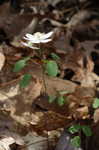 Rue anemone <BR>Windflower